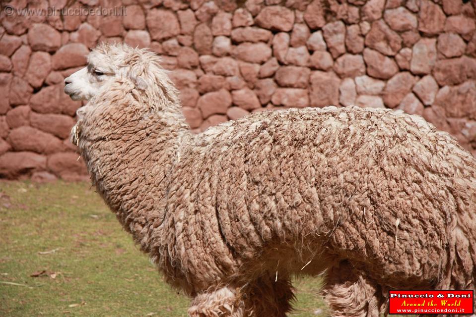 PERU - Lama - 2.jpg